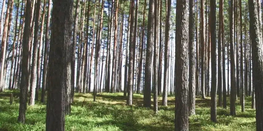 bois issus de forêts gérées durablement